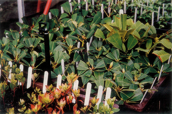 Hybrid rhododendron cuttings
