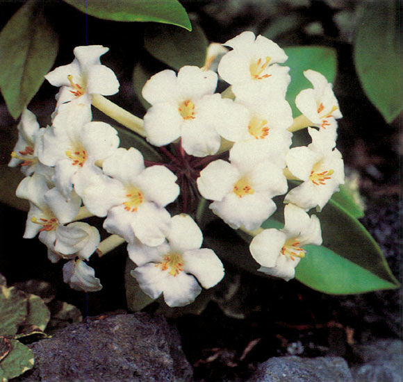 R. jasminiflorum