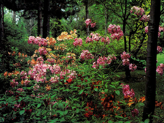Dave Hinton's azalea seedlings in
Rhododendron Woods, Orono, Ontario