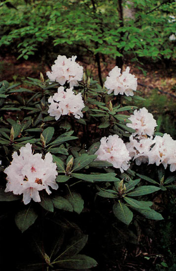 R. 'Pride of Dorchester'