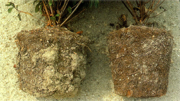 Figure 3. More soil clings to root ball of
azalea from copper-treated container.