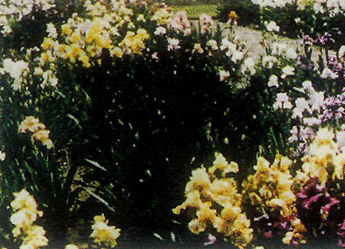 Royal Botanic Garden