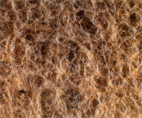 Underside of mature new leaf of
R. degronianum ssp*. degronianum