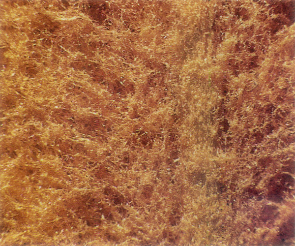 Underside of mature new leaf of
R. haematodes