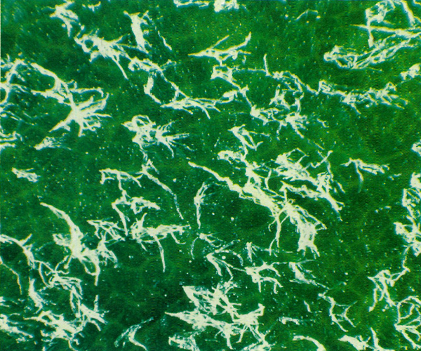 Underside of young leaf of
R. macabeanum with white tomentum