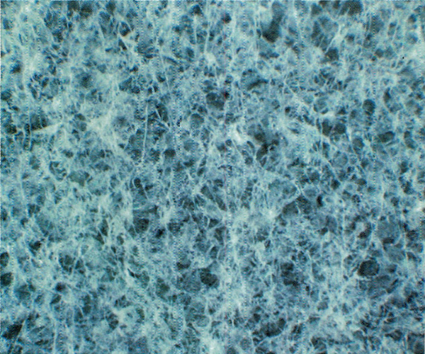 Underside of young leaf of
R. macabeanum