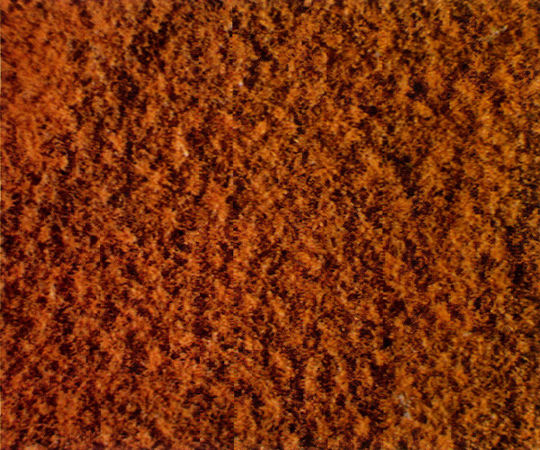 Underside of mature new leaf of
R. tsariense var. tsariense