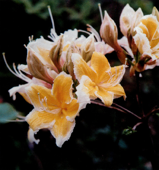 R. occidentale 95-104