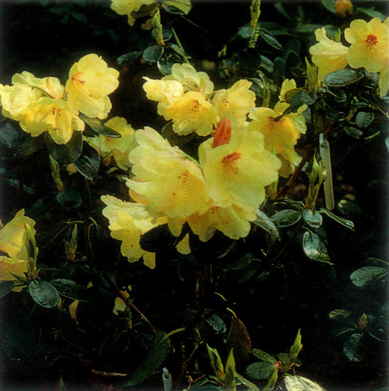 R. 'Flava' x R. citriniflorum ssp. horaeum