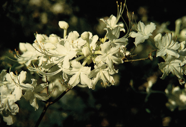 R. 'Varnadoe's Snow White'