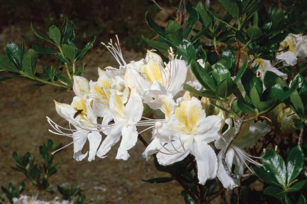 Rhododendron occidentale