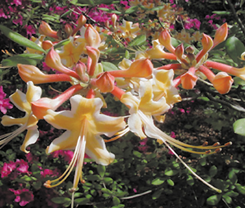 R. austrinum 'Millie Mac'