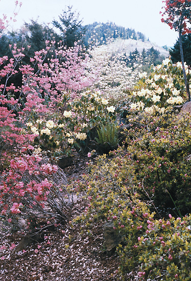 Red, pink and white dogwoods with R.
'Crest' (yellow) and azalea 'Rosebud'