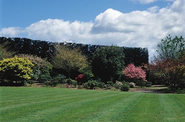 Trees form a windbreak hedge.