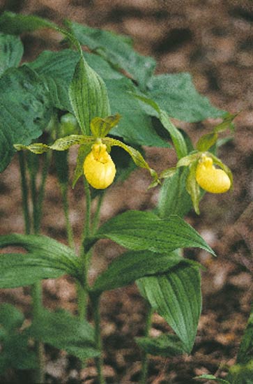 A lady slipper along the Woodland Walk.