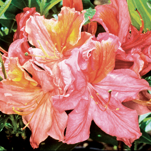 R. 'Mount Saint Helens'