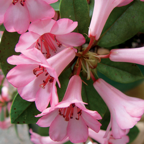 R. 'Cape Cod Cranberry'