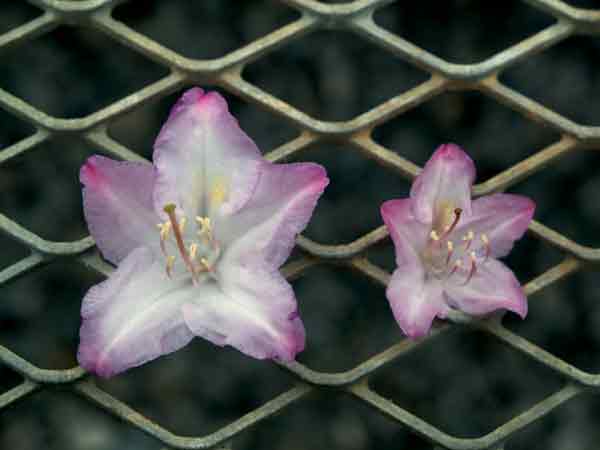 R. 'Fragrant Affinity' allotetraploid 
and diploid flowers compared.