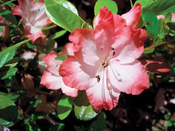 R. 'Pride of Lawrenceville'