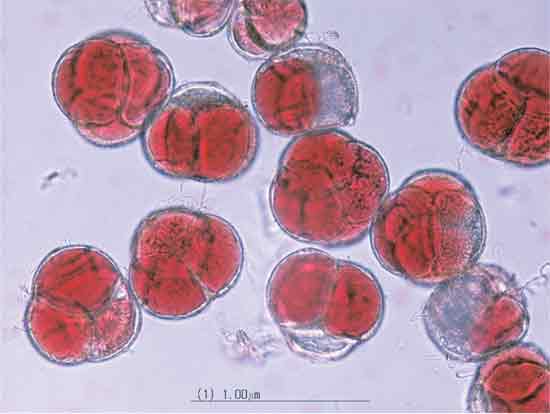 Figure 1. Photomicrograph of tetrad
pollen grains of the tetraploid Rhododendron 'Northern Starburst'.