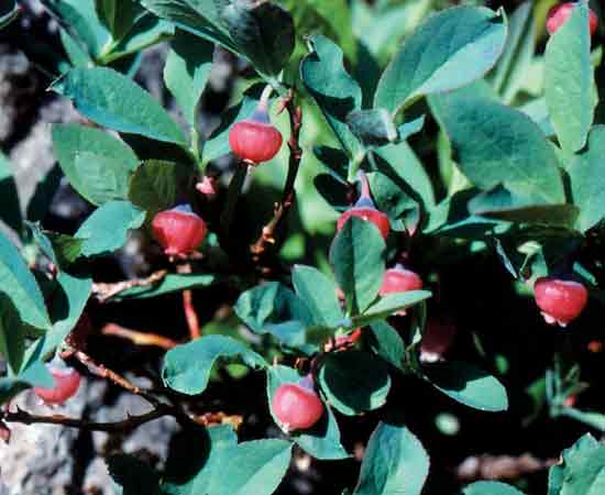 V. deliciosum flowers
