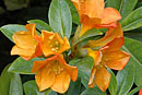 Rhododendron acrophilum