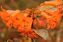 Rhododendron acuminatum