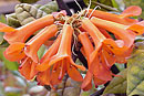 Rhododendron acuminatum