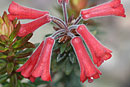 Rhododendron adinophyllum