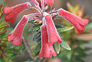 Rhododendron adinophyllum