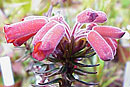 Rhododendron adinophyllum