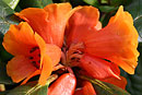 Rhododendron aequabile