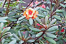 Rhododendron aequabile