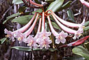 Rhododendron agathodaemonis