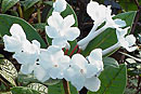 Rhododendron alborugosum