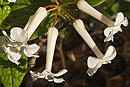 Rhododendron alborugosum