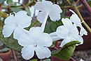 Rhododendron alborugosum