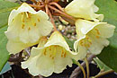 Rhododendron album