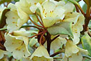 Rhododendron album