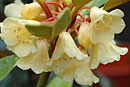 Rhododendron album