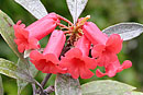 Rhododendron apoanum