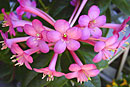 Rhododendron archboldianum