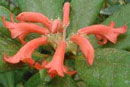 Rhododendron arfakianum