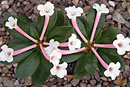 Rhododendron armitii