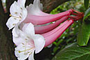 Rhododendron armitii