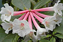 Rhododendron armitii