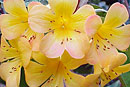 Rhododendron aurigeranum