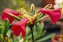 Rhododendron baconii