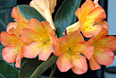 Rhododendron baenitzianum