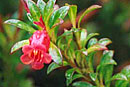 Rhododendron bagobonum